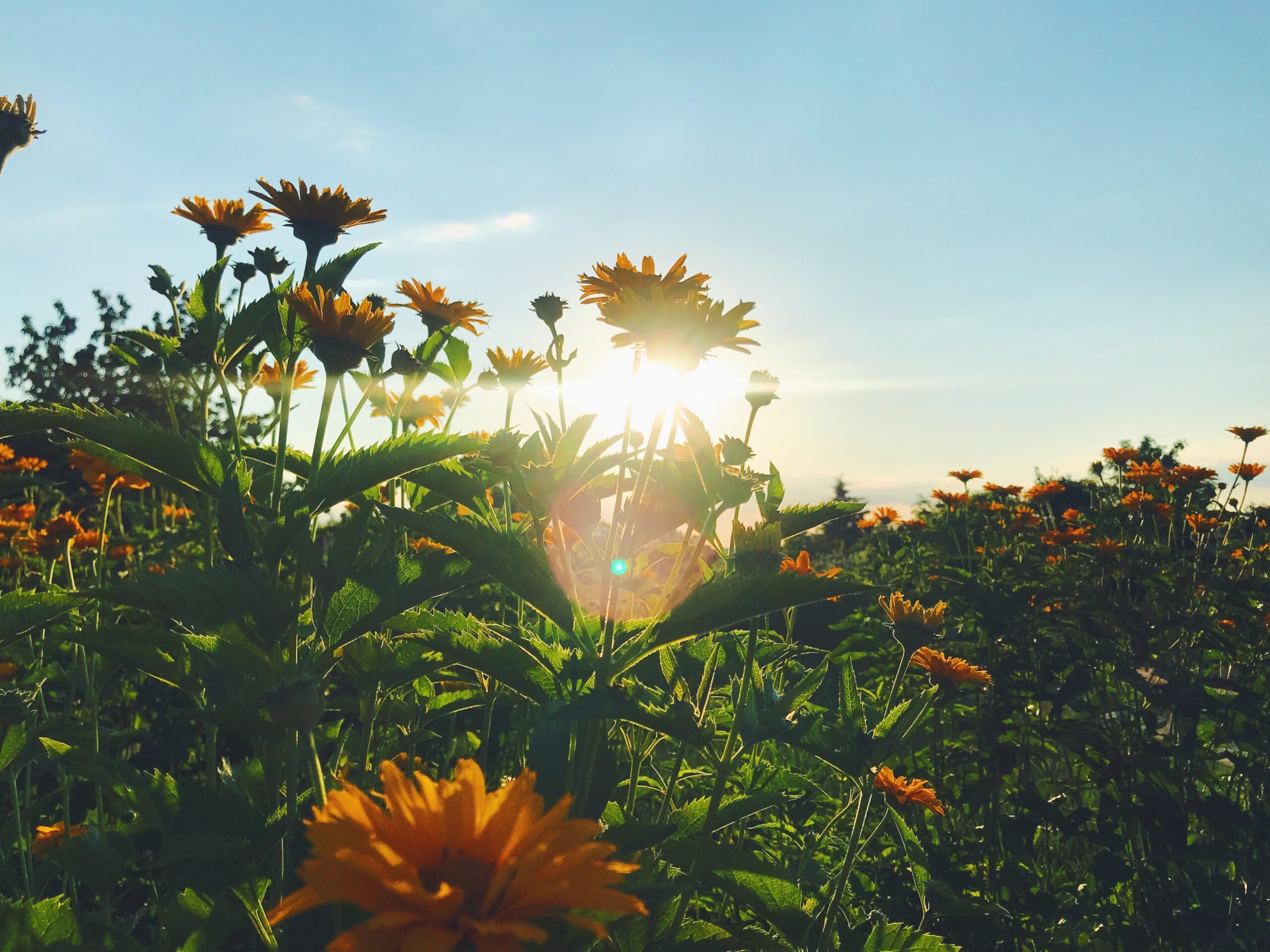 beautiful photo of garden flowers in sunset light