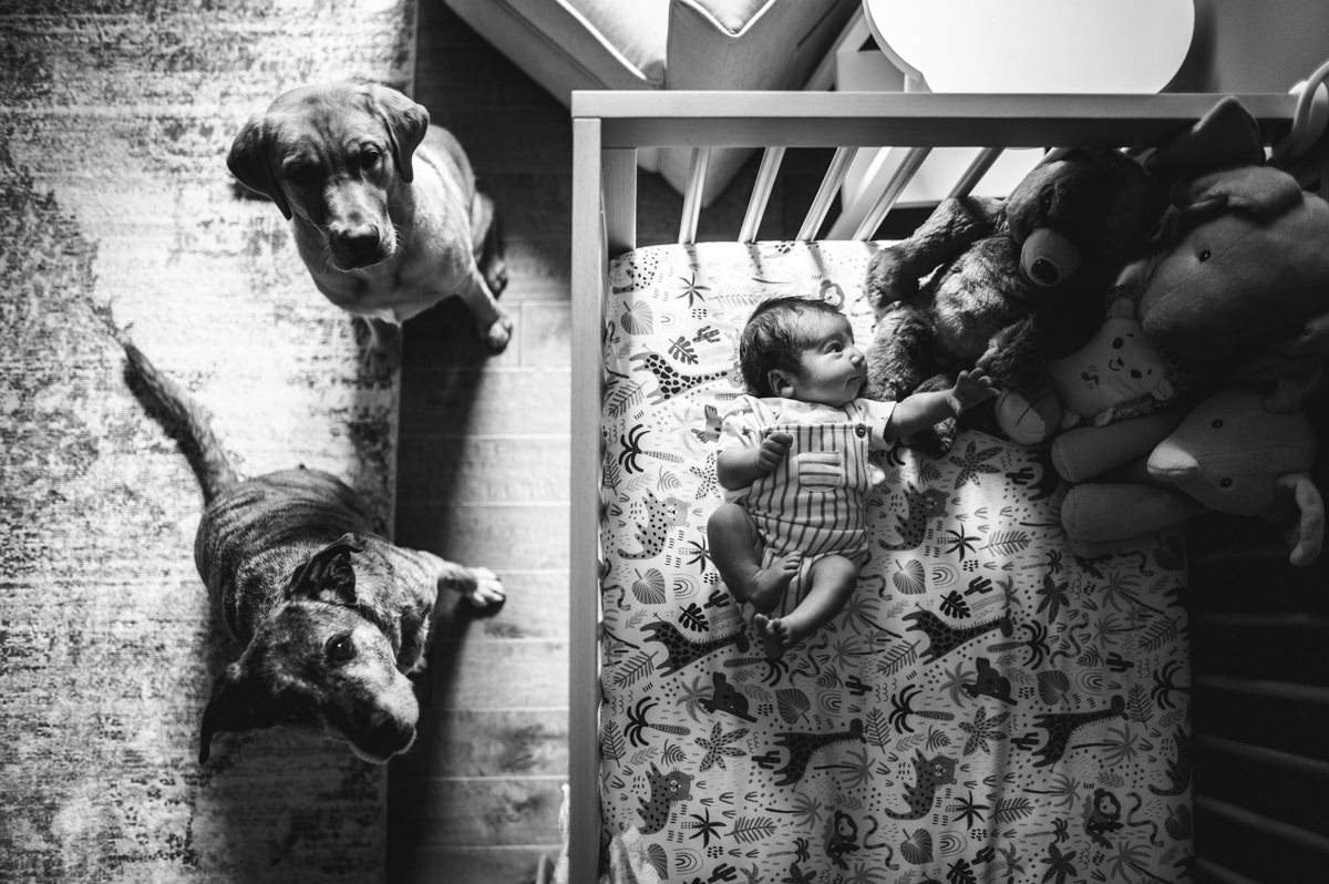 “Newborn baby lying in crib reaching toward stuffed animals while two dogs watch protectively during an in-home lifestyle session in Jacksonville by Monika Colichio Photography”
